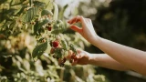 Малина просит есть: секреты вкусного урожая — как и чем кормить кусты правильно