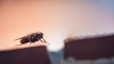 Мухи достали: топ-5 способов избавиться от насекомых, работают лучше любых магазинных средств — спасаем ваш отдых