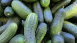 Огурцы отказывались расти в холодрыгу: заставила плодоносить — внесла 20 мл под корень