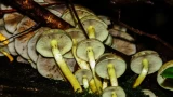 Собираю на участке Coprinus comatus: деликатесный гриб весьма вкусный — как приготовить навозник белый