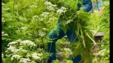 В Мурманске общественники просят помощи в борьбе с травой