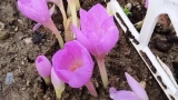 Мурманчанка создала цветущий сад во дворе многоэтажки