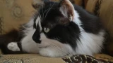 Кошки на дух не переносят 3 запаха: боятся как огня — отучат метить территорию