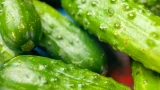 Июльский взрыв урожая: 3 проверенные подкормки для огурцов — собирать урожай будете вёдрами