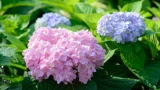 Гортензия будет усыпана огромными соцветиями: как добиться красивого и пышного цветения — несколько секретов