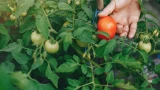 «Финт ушами» с июльской подкормкой томатов: грамотное увеличение завязей — готовим вёдра под урожай