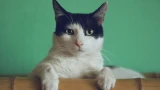 Какие необычные признаки поведения у кошки могут указывать на боль