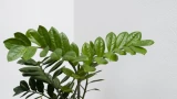 Замиокулькас как на картинке: 1 секретный ингредиент для шикарной листвы — прёт без остановки