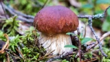 Если черви едят – значит безопасно? – главный миф, который может стоить вам здоровья
