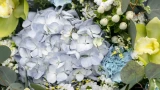 От саженца до цветущего чуда: как правильно посадить гортензию — запросто добьёмся огромных соцветий