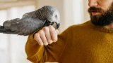 Головоломка с попугаем: 95% не могут догадаться — а вы найдете ответ за минуту?