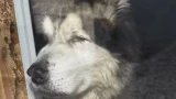 Выброшенный маламут Балу из Абрам-Мыса нуждается в срочной помощи