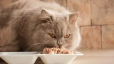 Опасная ошибка: почему пластиковые миски превращают вашу кошку в ненасытного монстра — остановите бесконечные попрошайничества