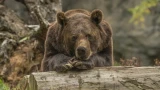 Жителей Апатитов попросили «не подкармливать» медведей едой на кладбище