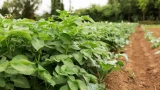 Картофельный ренессанс: как июльские заботы спасают урожай от «уродцев» и гнили в подполе