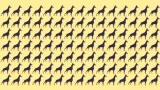 Внимательные люди справятся с заданием за 20 секунд: сложная головоломка — нужно найти особенную собаку