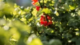 Секрет сладкой смородины: чем подкормить кусты, если всё лето идут дожди — советы опытных садоводов