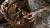 Лесные деликатесы без огня: грибы, которые можно есть сырыми — шок для многих хозяек-мастериц