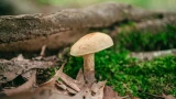 Выбросьте из корзины червивые подберёзовики: лучше срежьте эти 4 съедобных гриба — их все игнорируют