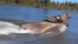 Лось-пловец покорил Имандру