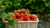 Проверенная подкормка клубники за копейки: делаю всё за 35 рублей — бюджетный рецепт делает ягоды крупнее в 2 раза