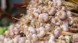Чеснок, который хранится до весны: как не угробить урожай — не сесть на «гнилую» лапшу
