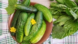 Дрожжевая подкормка огурцов: секреты июльского ухода — будет давать плоды до заморозков