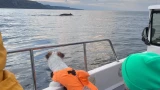 Ищет китов по запаху: терьер Жужа прошел первый в стране эксперимент