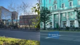 В Мурманске засыхают деревья — в мэрии не знают почему