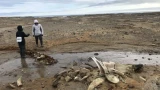 В Арктике нашли китовое кладбище