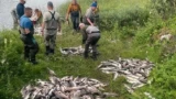 Норвежская пресса пишет про нашествие «зомби-лосося»