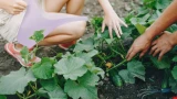 Огурцы как из сказки: как аптечный препарат превратил скромную грядку в настоящую плантацию — без теплиц и чудес
