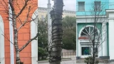 Рябины в Мурманске гибнут: реагенты и вытоптанная земля оказались опаснее гирлянд
