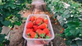 Клубника после сбора урожая: 5 важных шагов — как подготовить растения к новому сезону