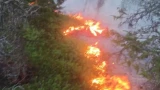 Пожарные спасли медвежью берлогу при тушении лесного пожара под Алакуртти