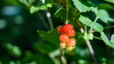 Черная смородина попрёт как из ведра: как поднять в разы урожай и подготовить кусты к зиме — начинать пора уже сейчас