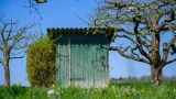 Корни-разрушители: 5 самых опасных деревьев для вашего дома — тайные враги вашего фундамента