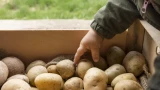 250 грамм компоста в лунку: картошка отдаст максимум — собираю по 3-4 тонны с сотки