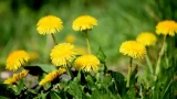 Окрошка из одуванчиков: новый взгляд на привычное летнее блюдо — не сорняк, а деликатес