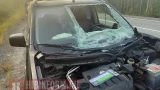 В Мурманской области насмерть сбили молодого лося