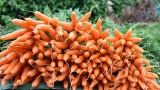 Морковь с мышиный хвостик: 3 ошибки при выращивании — исправляем, чтобы выросла крупной