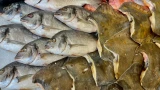 Почти 48 тонн рыбы ушло из Мурманска на экспорт в страны ЕС с начала года — Россельхознадзор