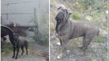 Двух брошенных кане-корсо нашли под Апатитами: собаки выживают на шиномонтажке