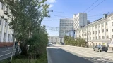Оздоровлением деревьев и кустарников вдоль пр. Ленина займутся учёные — мэрия Мурманска