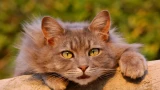 Скучает ли кошка без хозяина: самый лучший способ развлечь — скрасит одиночество питомца