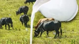 Откуда столько молока в магазинах: если почти нет коров — есть отличный способ понять, где берётся