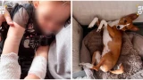 В Мурманске 2-летней девочке потребовалась операция после укуса басенджи