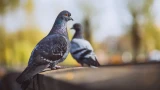 В некоторых странах запрещено кормить голубей: туристов могут наказать солидным штрафом — где такие законы