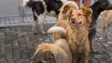100%-ное средство отбиться от стаи собак: всегда помогает — можно гулять, где угодно, и не бояться