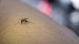 Заели комары на даче: узнал слабые места зудящих насекомых — улетели и больше не беспокоят